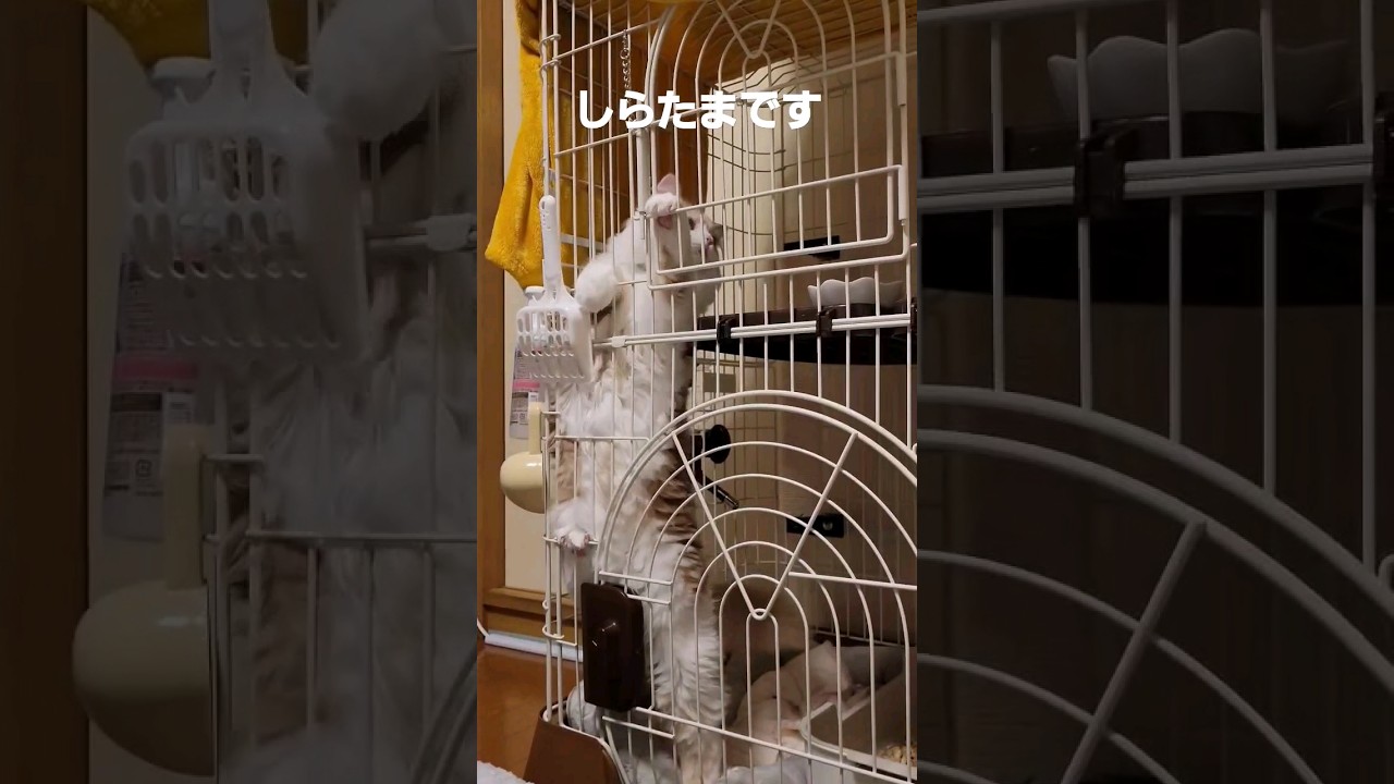 【子猫】跳ばない猫は…#ラガマフィン #猫なの #cat #shorts