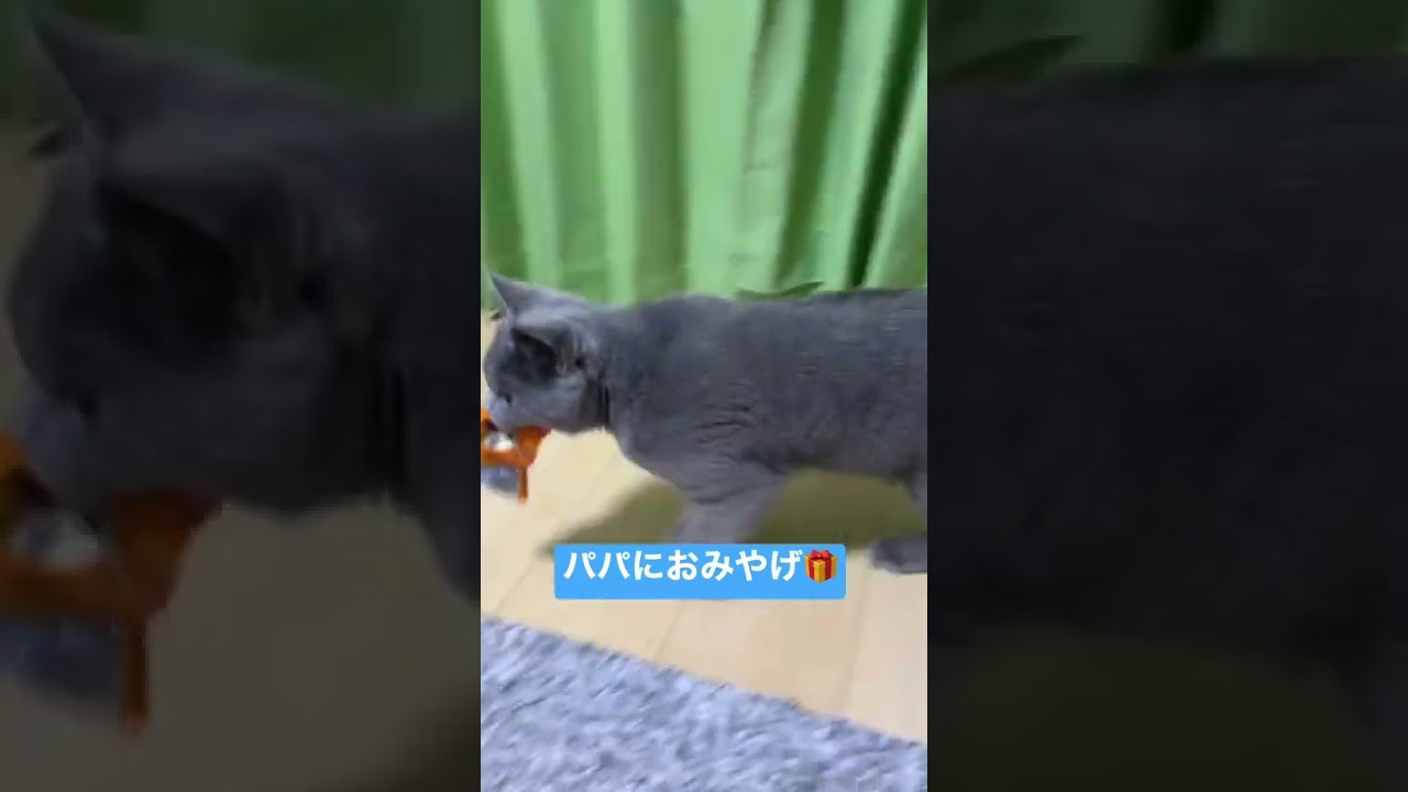 【#shorts】おみやげ咥えてやってきた猫　#ブリティッシュショートヘア #猫 #cats