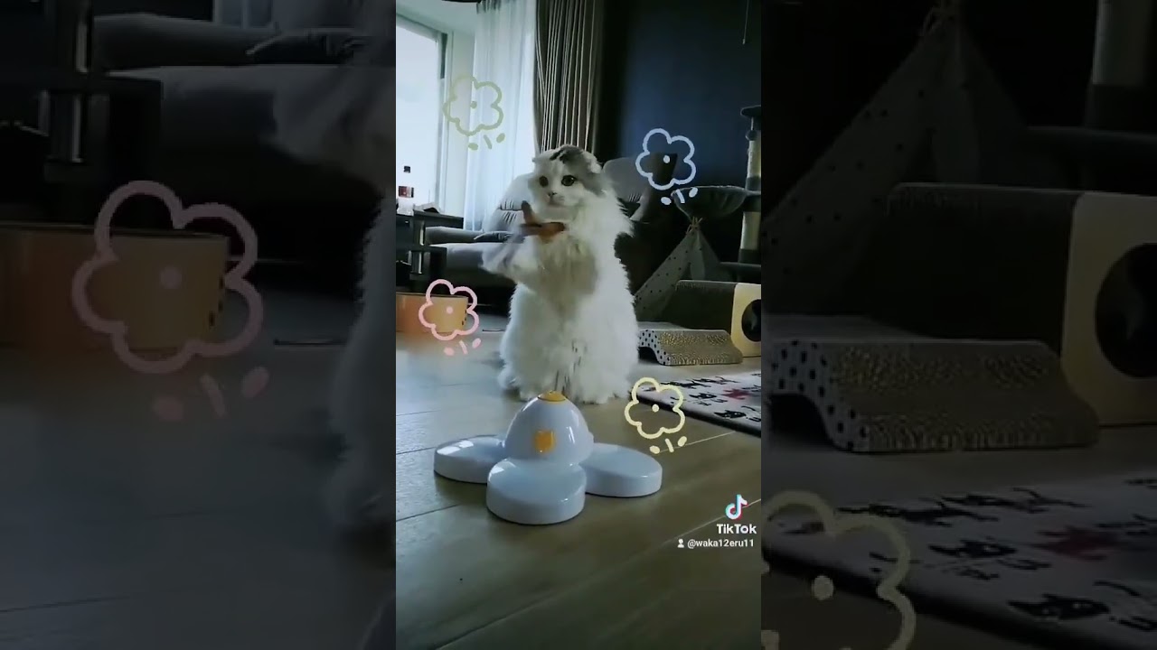 おもちゃに夢中な猫🐱#shorts #スコティッシュフォールド #cat #ねこ