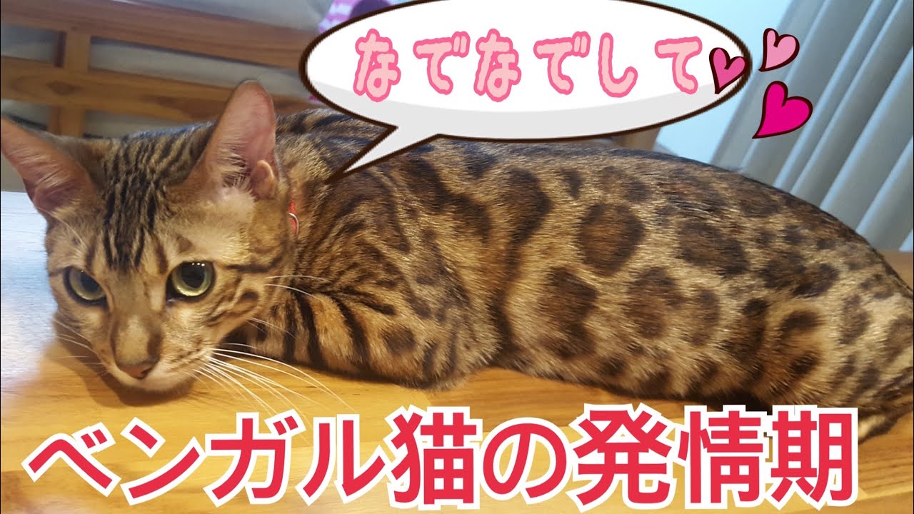 ベンガル猫のベルが再び発情期に入りました！
