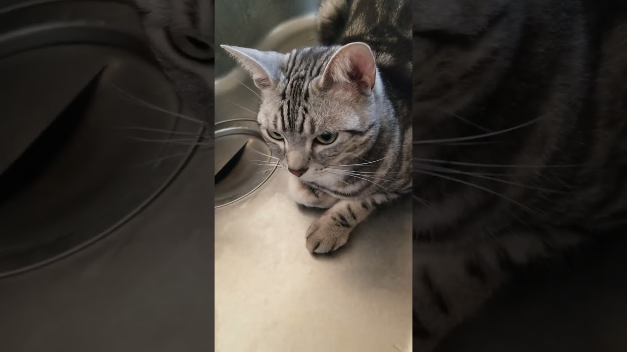 何でそこいるの？#アメリカンショートヘア