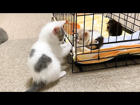 赤ちゃん猫を初めて見た子猫