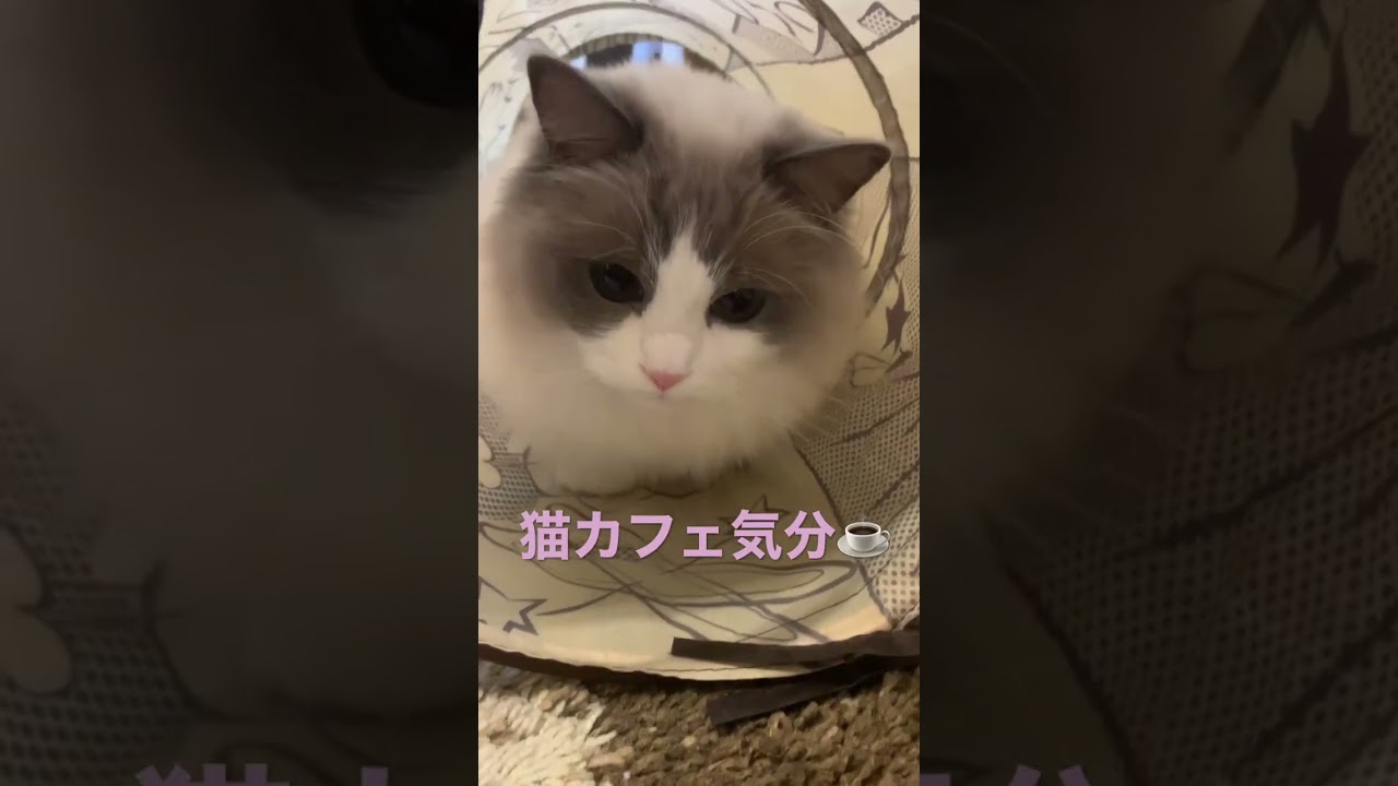 ラグドールのいる日常 もふもふ 多頭飼 猫かわいい動画 猫癒し動画 猫カフェ気分 小さいラグドール トンネル大好き ぬいぐるみ @minamin.ch.2022