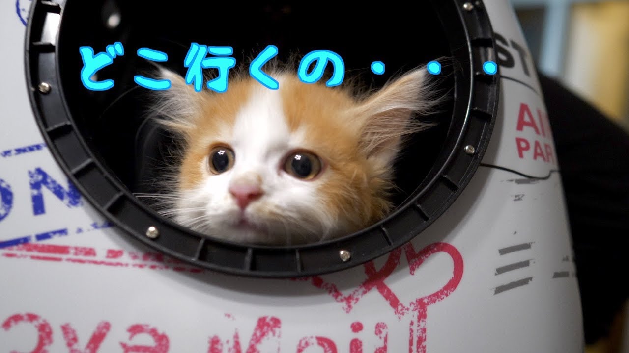 マンチカンの子猫が初めてお出かけします♪