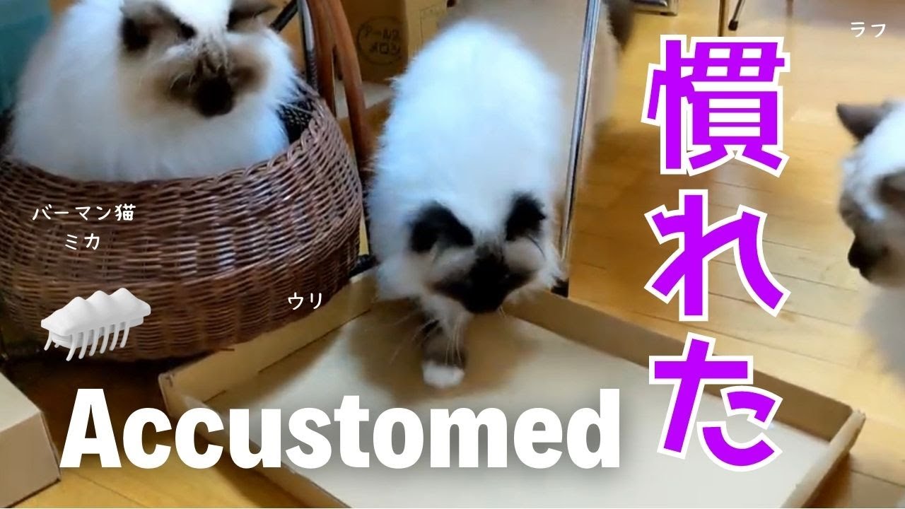 バーマン猫ミカとウリとラフ【慣れた】Accustomed（バーマン猫）Birman/Cat