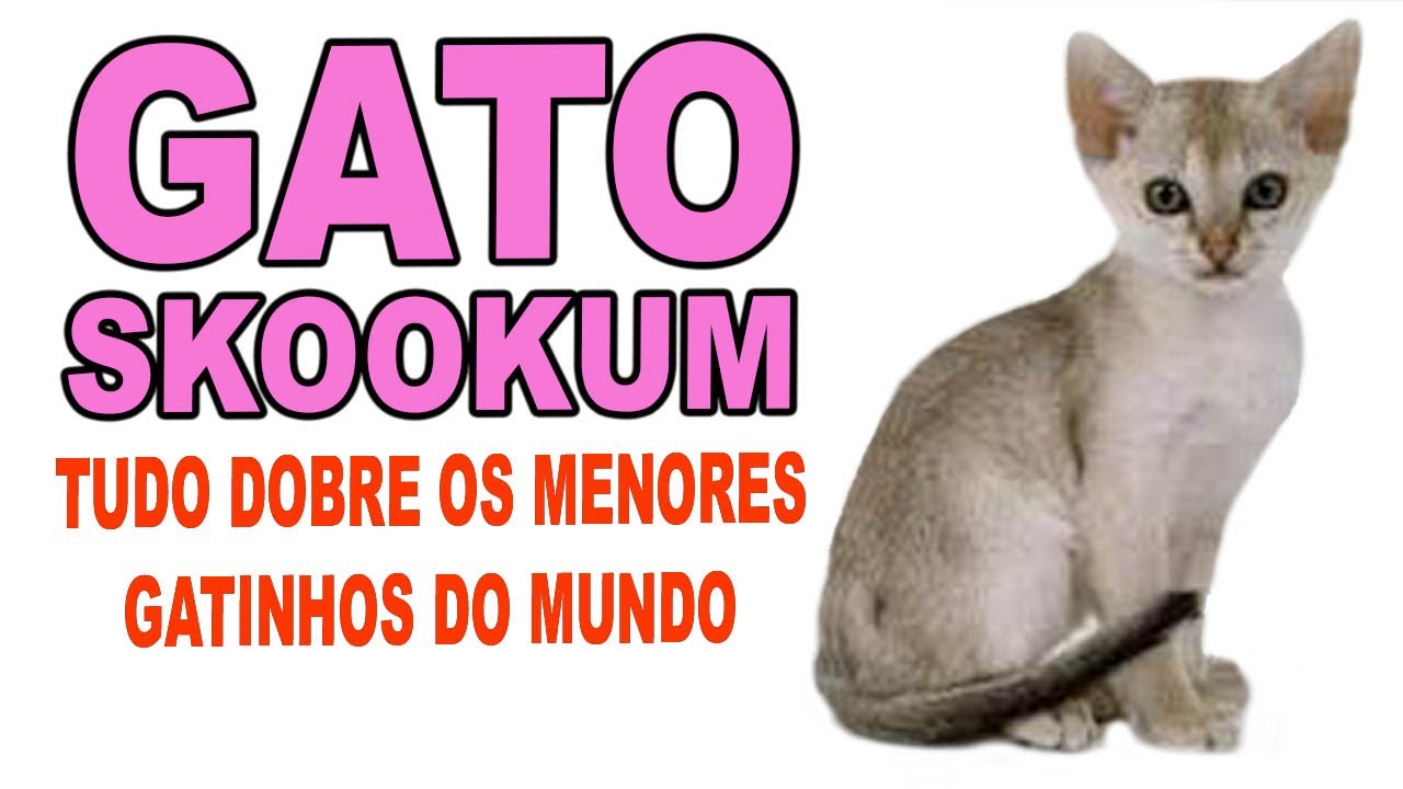 GATO SKOOKUM, A RAÇA DE GATOS MAIS RECENTE QUE EXISTE | TUDO SOBRE ESSA NOVA RAÇA DE GATOS, ORIGEM +