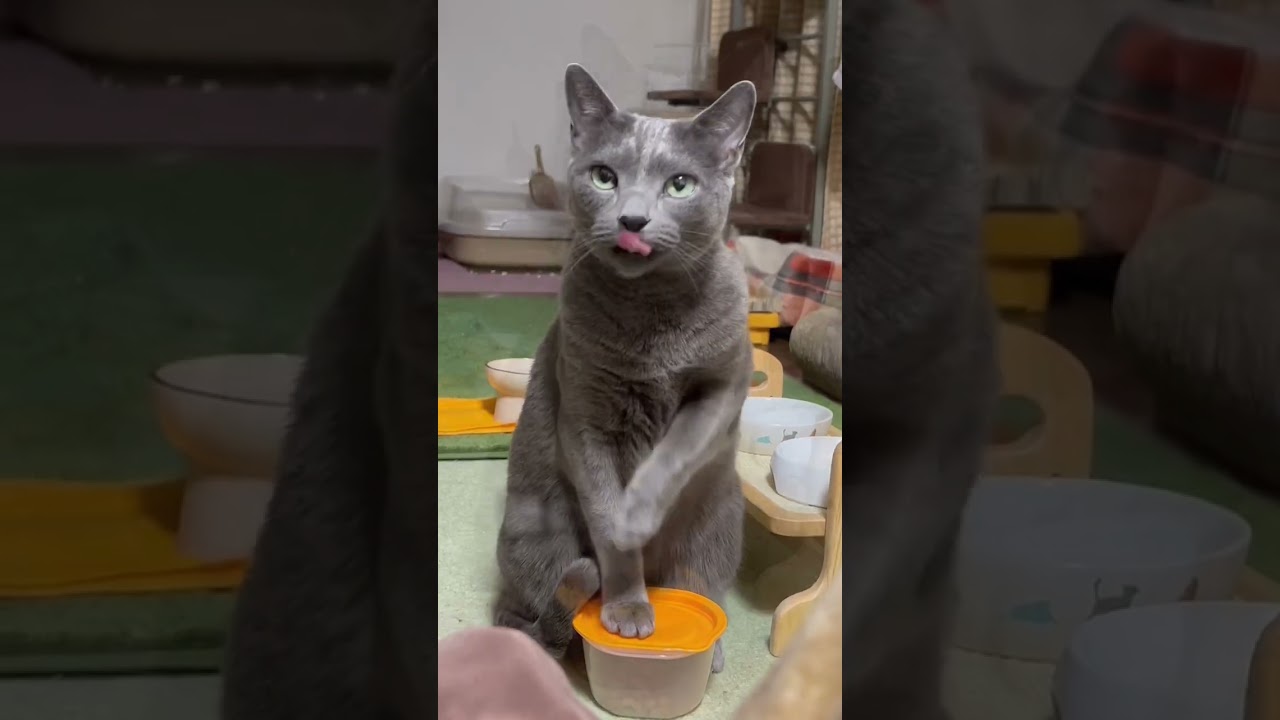 【ロシアンブルー】今朝のめろんも、おねだりいっぱいです😊【猫】#shorts