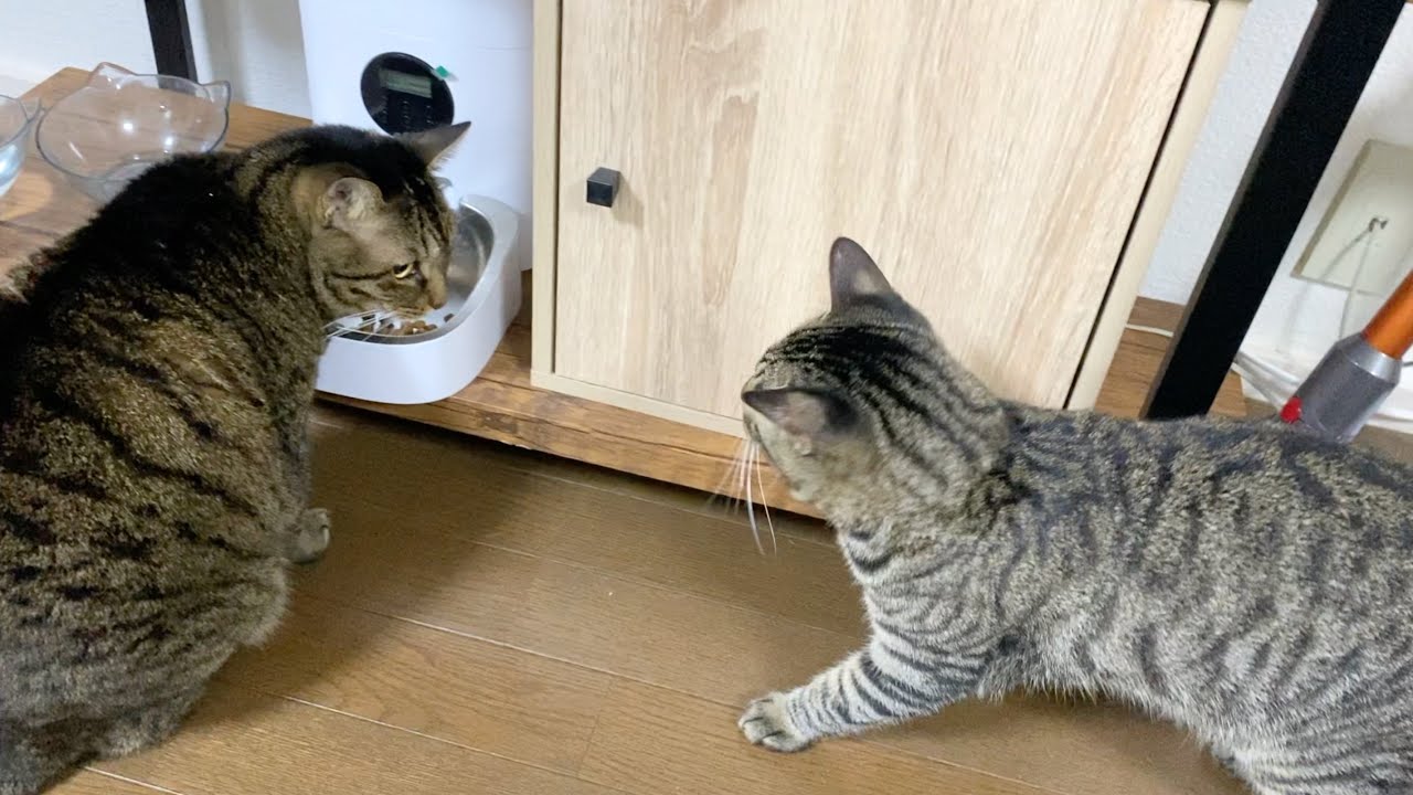 子猫が凶暴先住猫のご飯を奪おうとした結果…