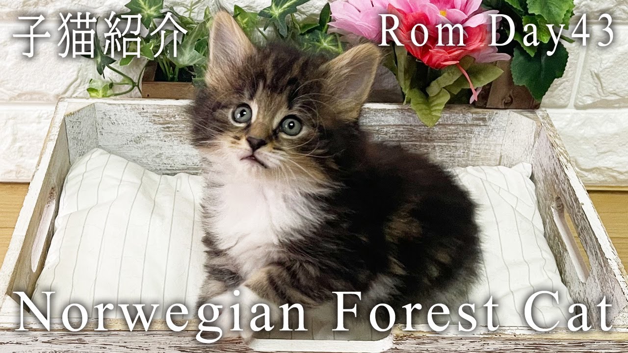 ノルウェージャンフォレストキャット 子猫 ロム 43日目