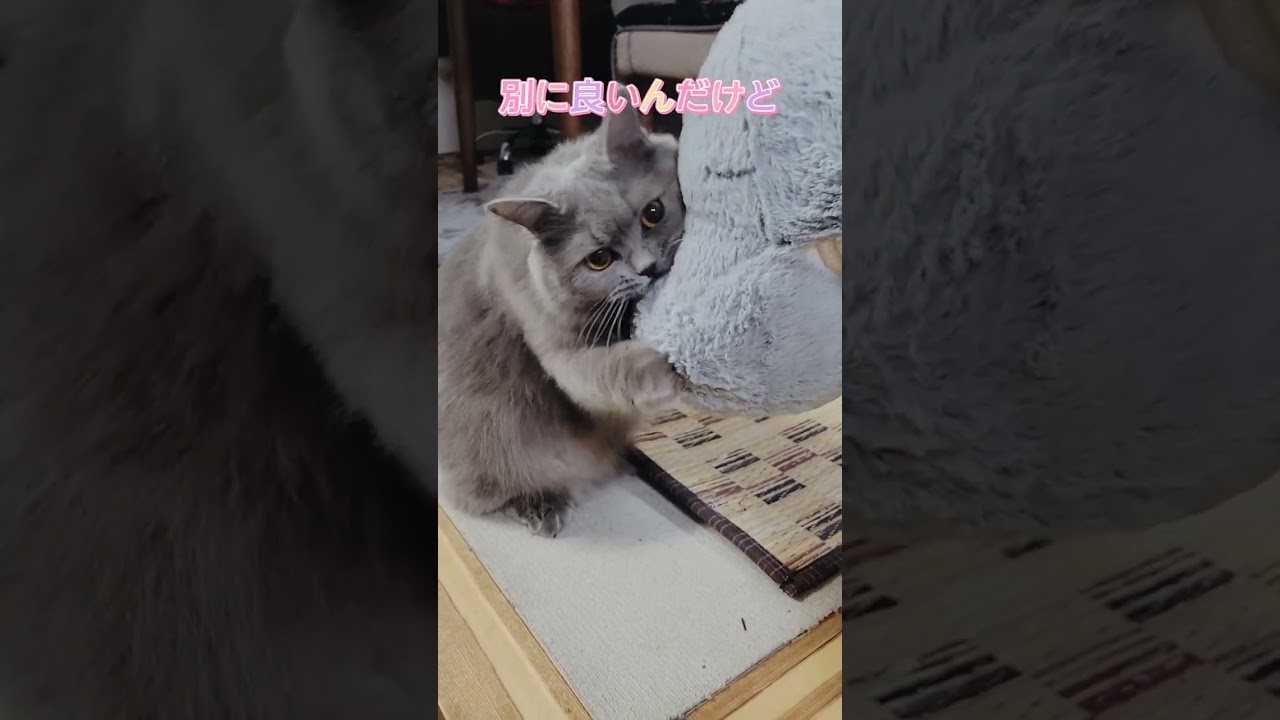 倍以上の大きさのぬいぐるみに絡む猫💦【サイベリアン・キキのKIKICHANNEL】#shorts #サイベリアン #猫