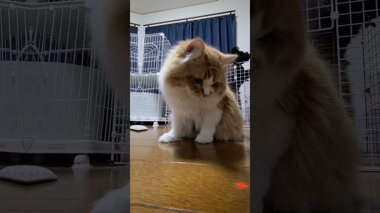 【多頭飼い】ラガマフィンのナツとマルプーのユキ