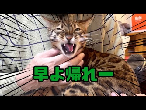 なかなか帰らない実家の父にデカ猫がブチ切れてます