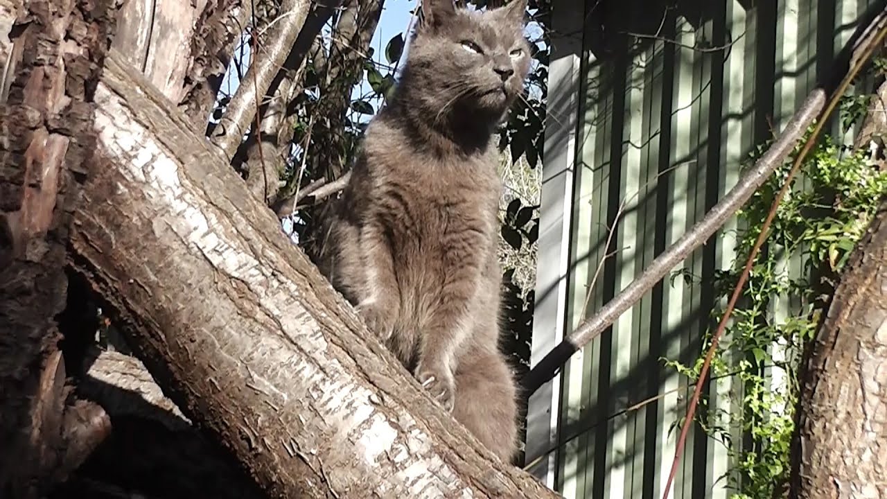 枝にとまる猫 ╭❧😹❧