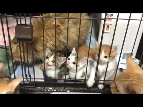 【子猫 マンチカン】出せ出せコールしてた子猫を出してみたら可愛すぎた