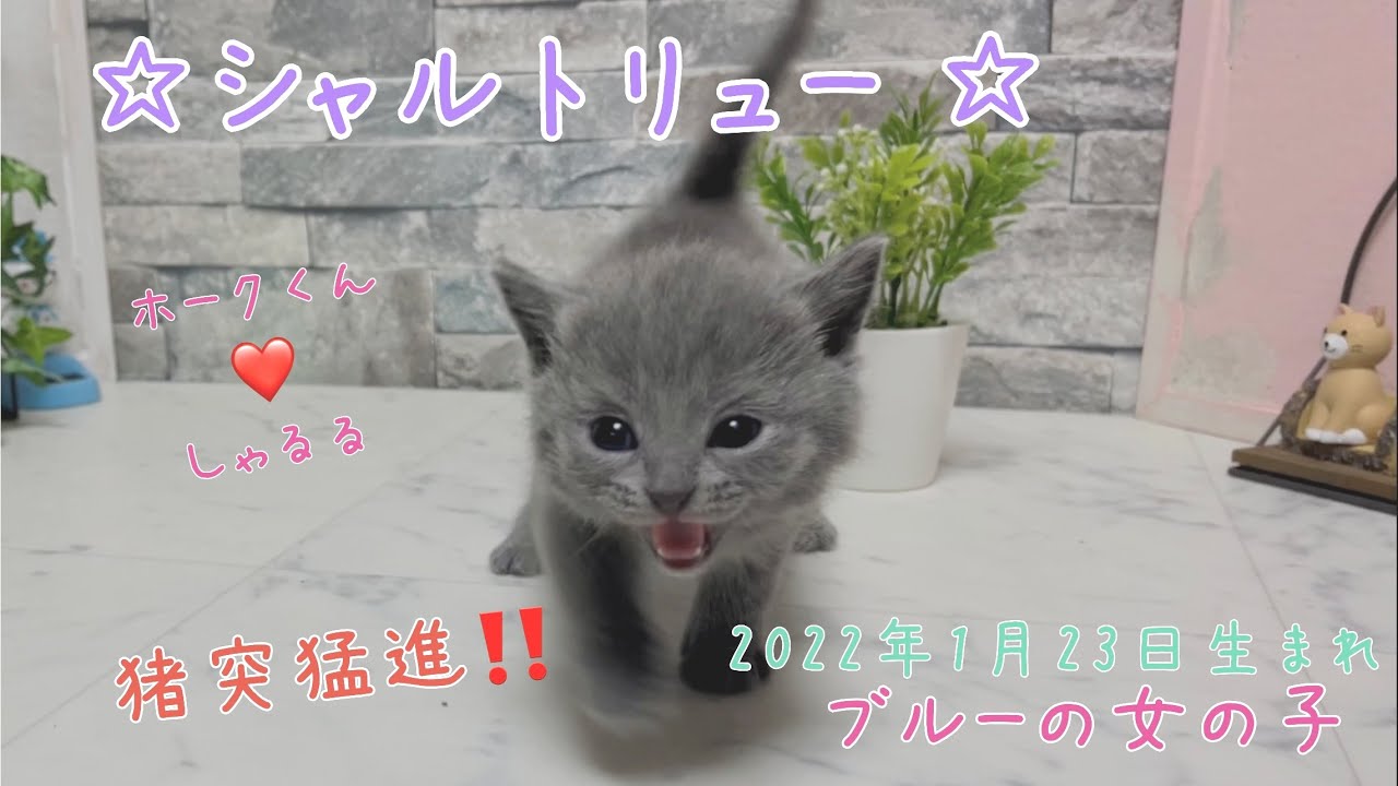 【ナナハチ’s ROOM】シャルトリュー の女の子② 20220223