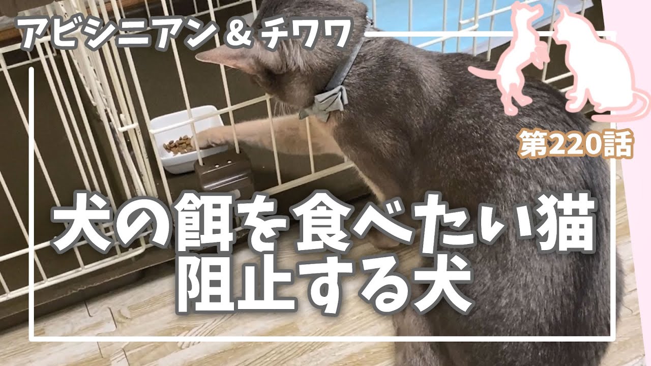 [220話] (チワワ&アビシニアン) 犬の餌を食べたい猫 阻止する犬