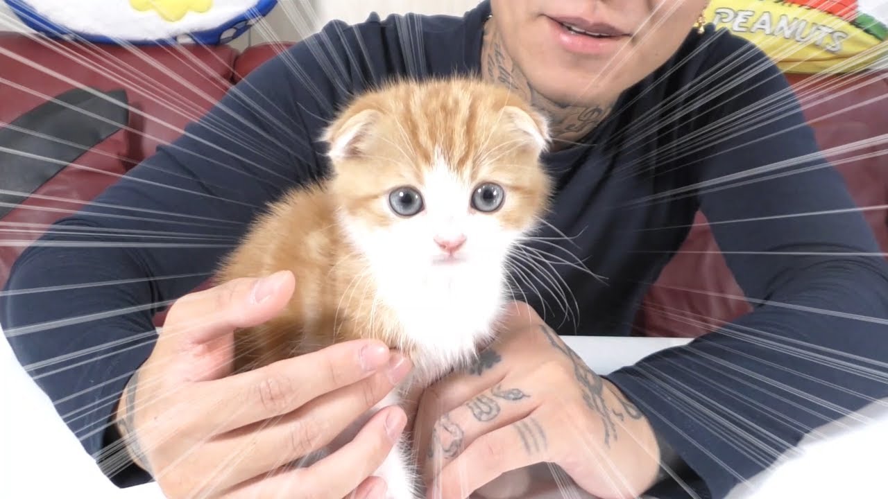 「※激カワ」新しい家族が増えました☆スコティッシュフォールド（子猫）ネコ