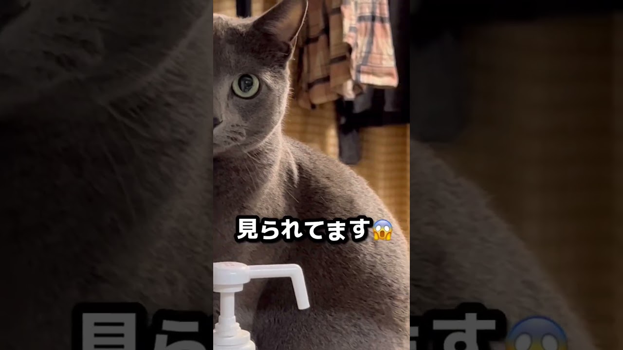 【ロシアンブルー】めろんにずっと見られてる🫢【猫】#shorts