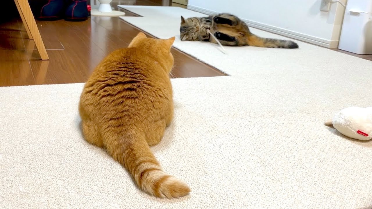 弟猫が遊んでいるのを兄猫と一緒に見守る会