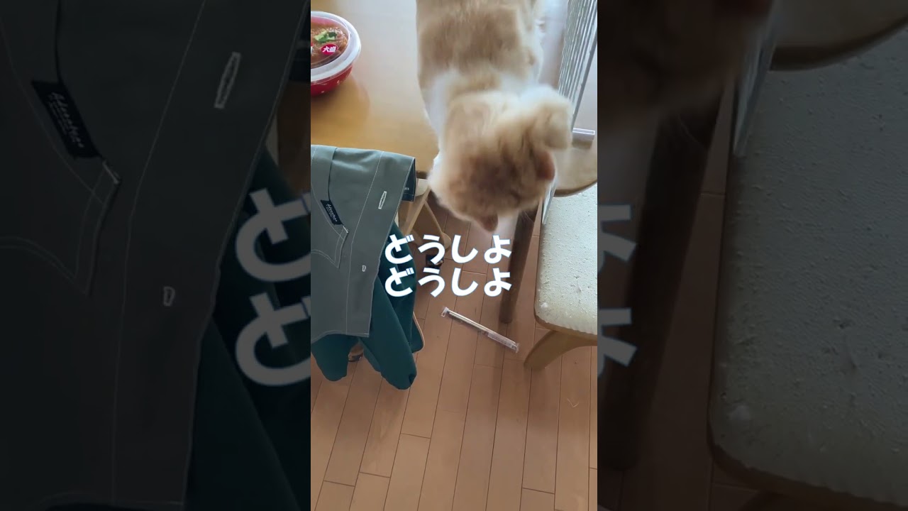 猫の前にセイコーマートのかつ丼置いてみた(笑) #shorts  #猫 #アメリカンカール #cat
