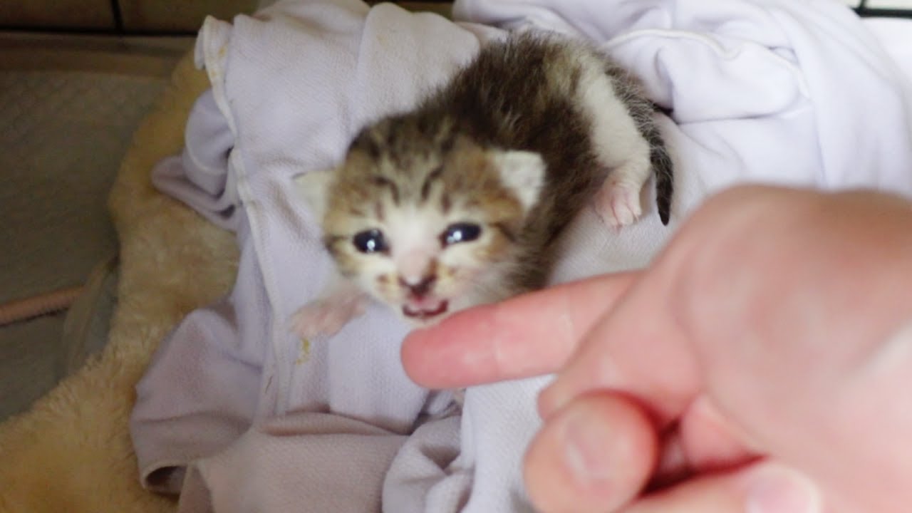 大雨のなか救出した子猫が飼い主に気づいた時の反応…笑