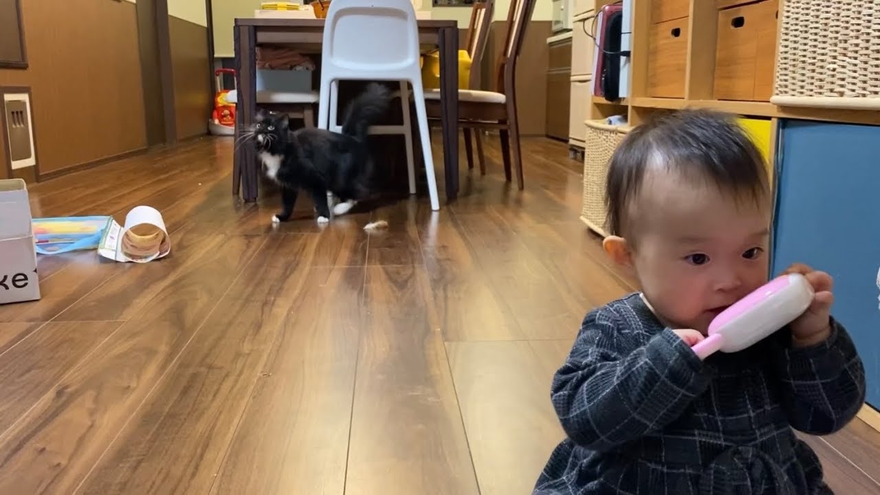 室内でスズメを見つけて近付きたい猫 ノルウェージャン ラガマフィンcat who finds a sparrow indoors and wants to get close to it.