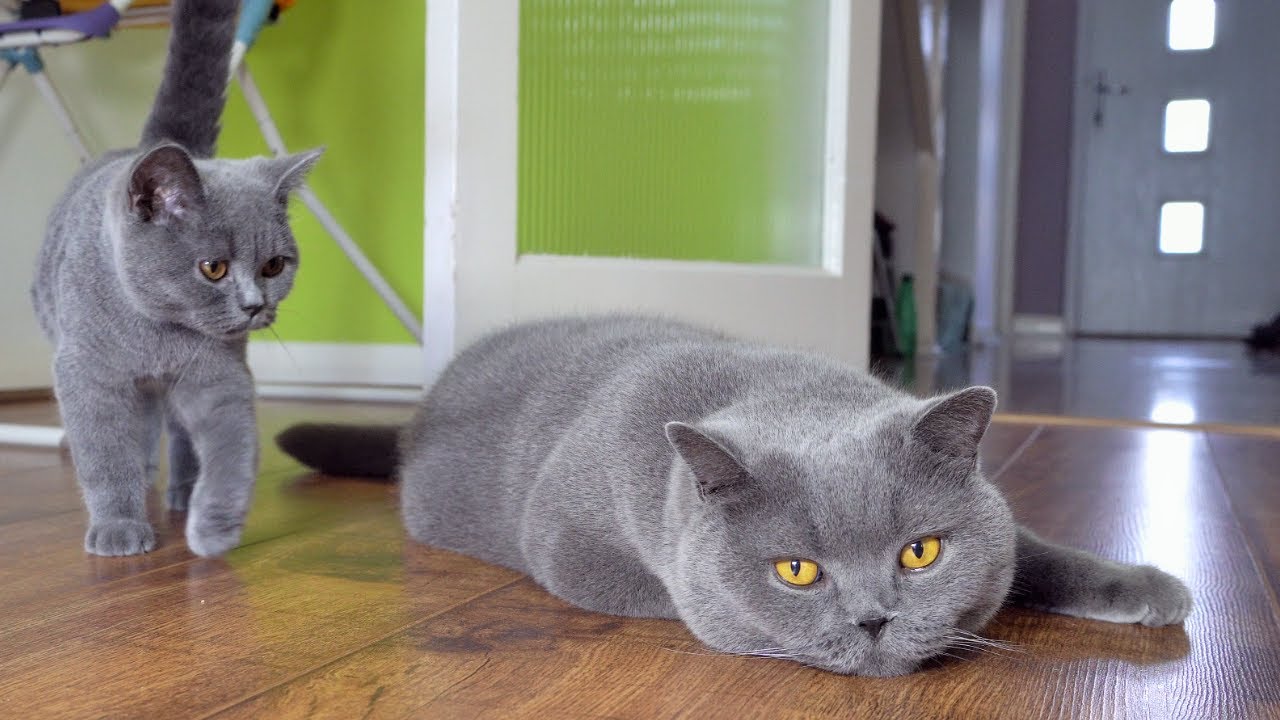 青いブリティッシュショートヘアの猫