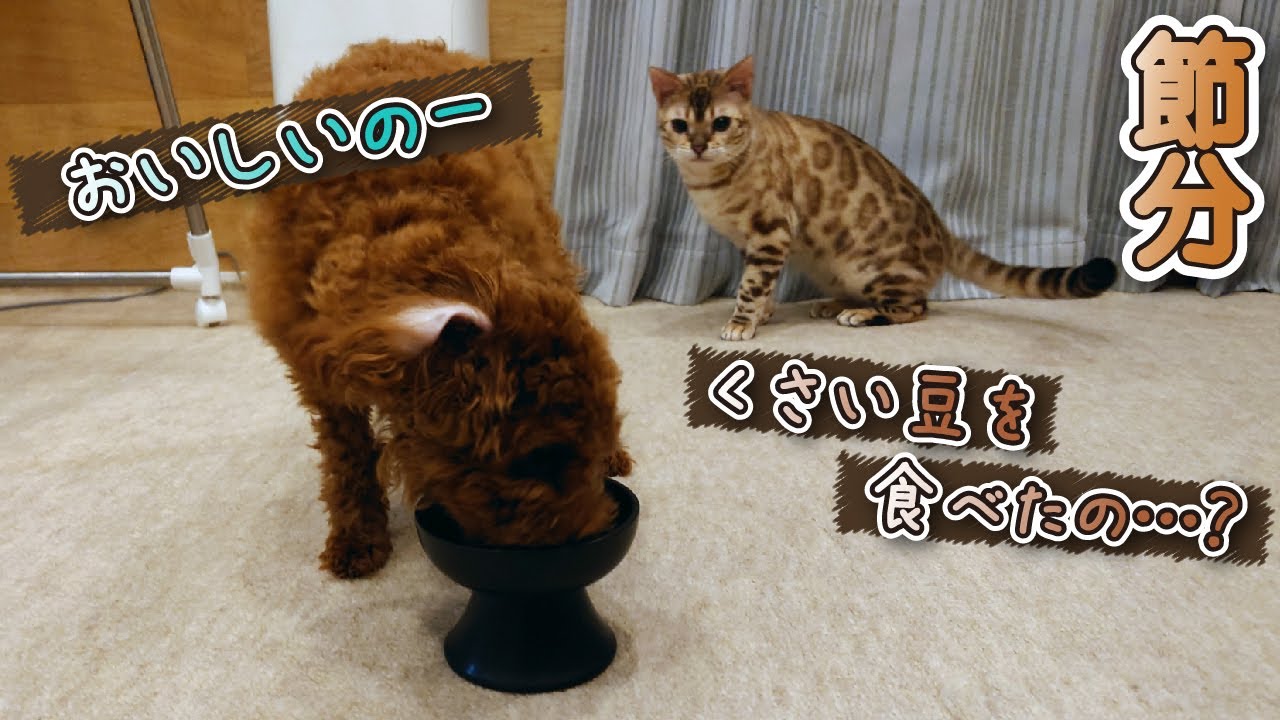 ベンガル猫＆トイプードルと一緒に過ごす節分 -Spending Setsubun with Bengal Cats and Toy Poodles-