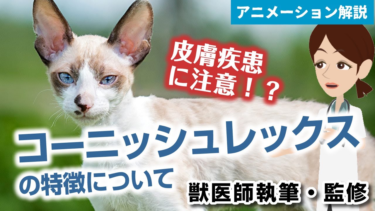 コーニッシュレックスについての特徴や気を付けたい病気など【獣医師執筆監修】
