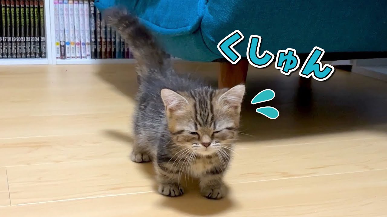 家に来てはしゃぎすぎた子猫が風邪をひいてしまいました