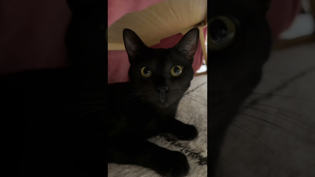 こたつの快適さを知るねこ #shorts #cat