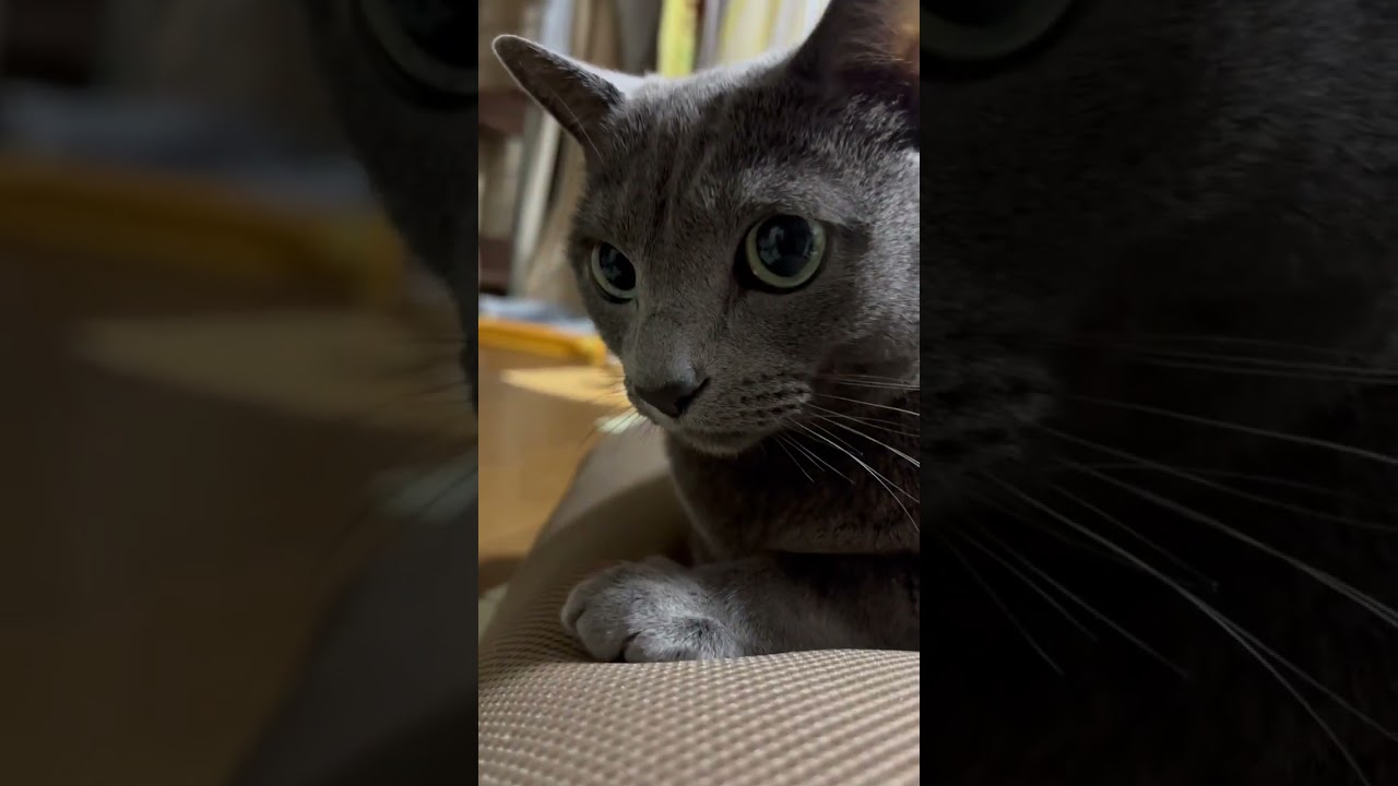【ロシアンブルー】めろんのびっくり顔いろいろ😳【猫】#shorts