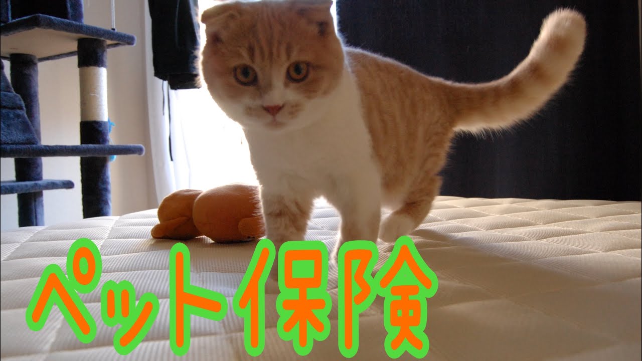 [スコティッシュフォールド]ペット保険について