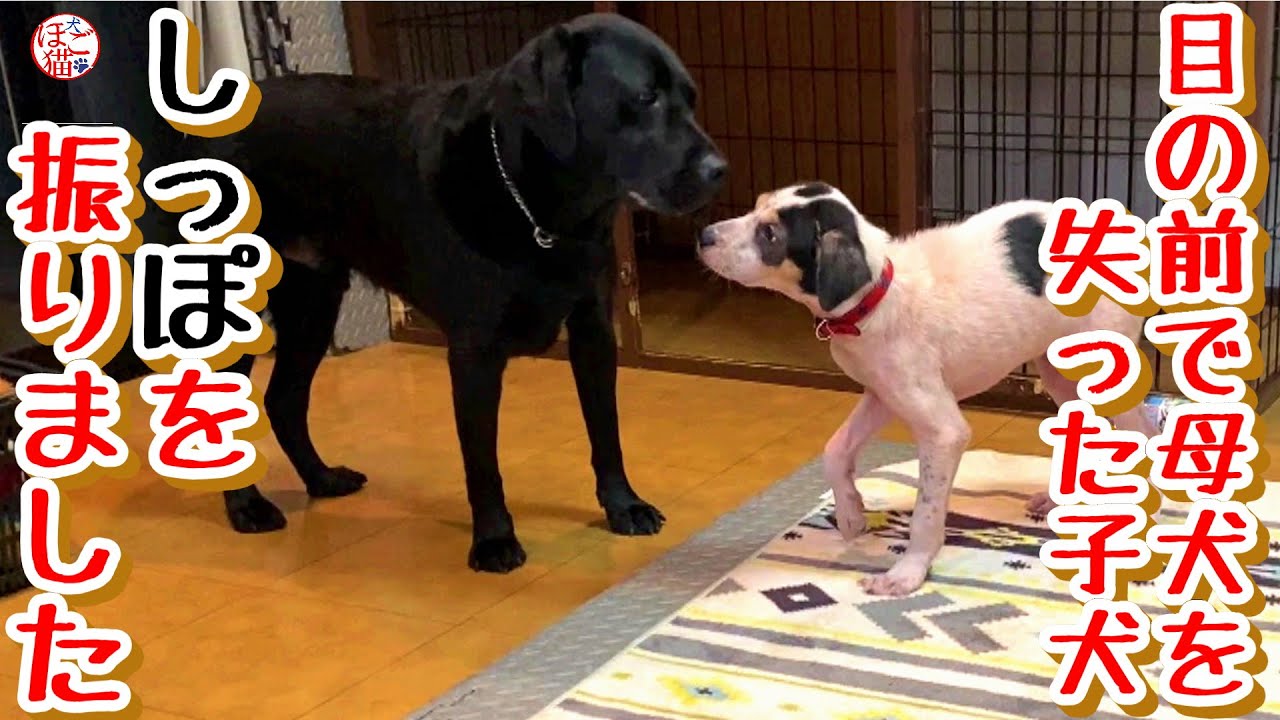 【子犬　保護犬　子猫】　目の前で母犬を失った子犬　しっぽを振りました！