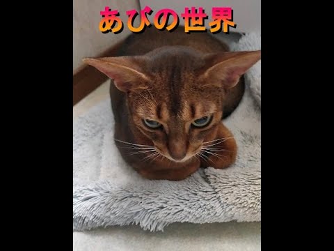 ネコ動画あび＃350　あびの毎日　アビシニアン　あび