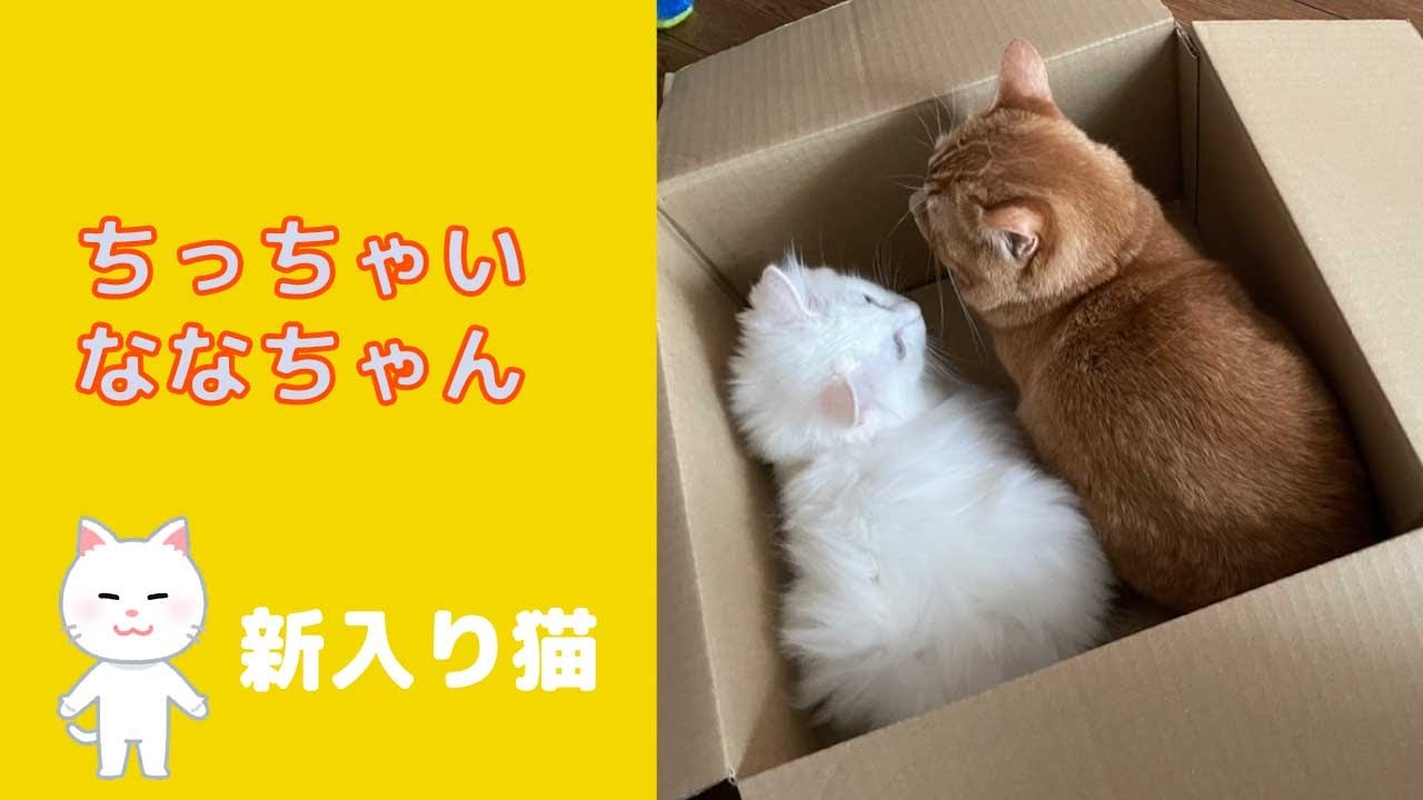 引越し前ちっちゃい頃のななちゃん【ラガマフィン白猫】