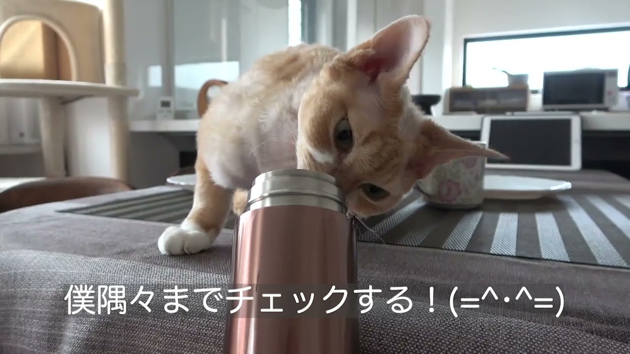 私の水筒を徹底的に確認したデボン猫です