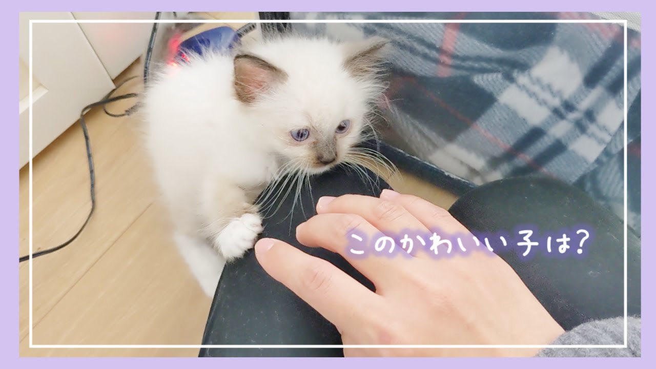 #91 このかわいいラグドールの子猫は？？【ラグドール】【子猫】