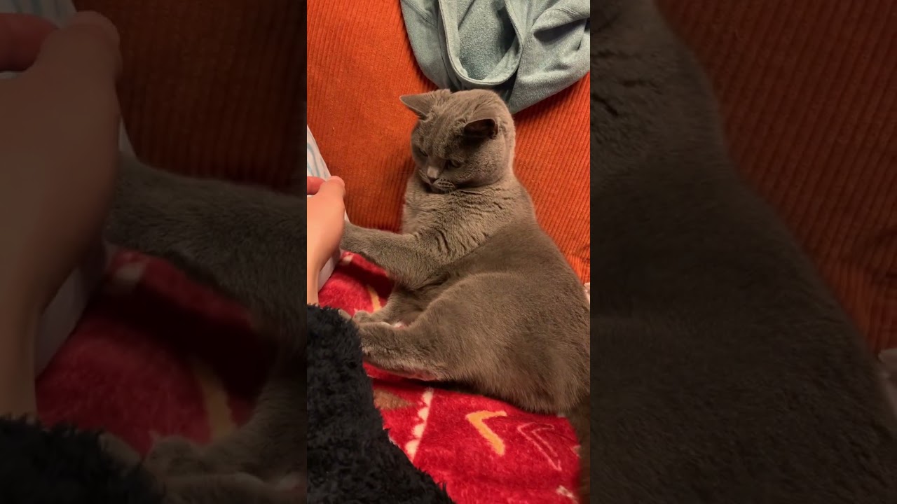 飼い主に触られるのを断固拒否するねこ【シャルトリュー/Chartreux cat】#shorts