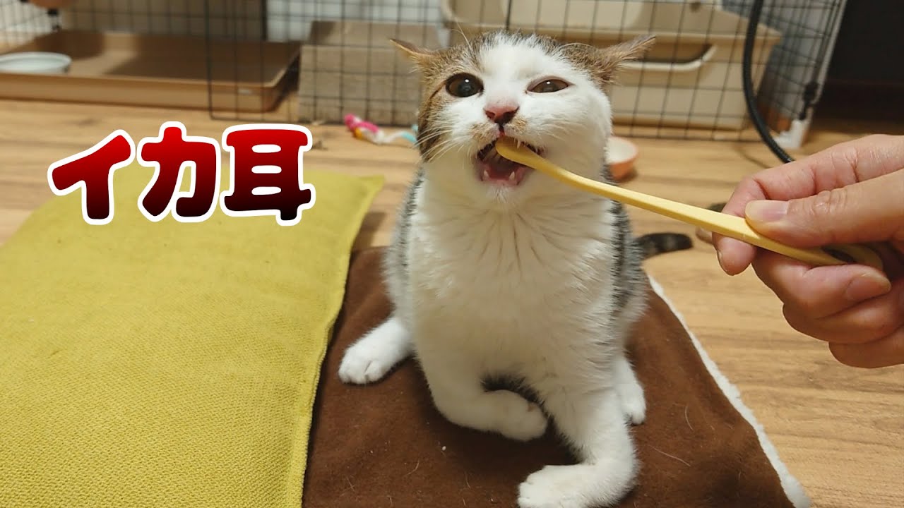 足の不自由な子猫が初めての歯磨きで豹変しちゃいました…