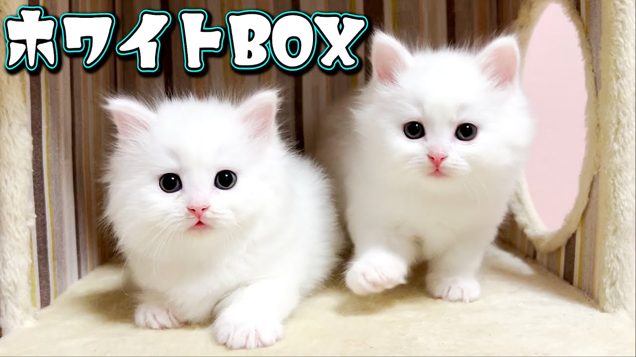 【マンチカンの子猫】白猫ちゃん達をキャットBOXで監禁してみた件 ∼猫のいる生活Vol.611∼ 出産動画 マンチカン短足・ミヌエット・ペルシャ猫専門ブリーダー『ペット蔵人』【子猫の成長記録】