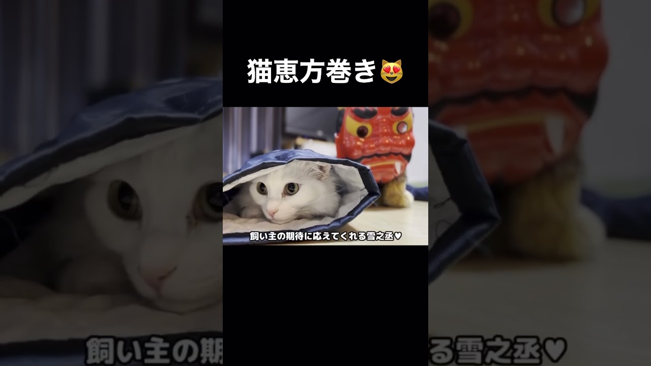 今年も猫恵方巻きになっちゃうネコはこちら　　#shorts