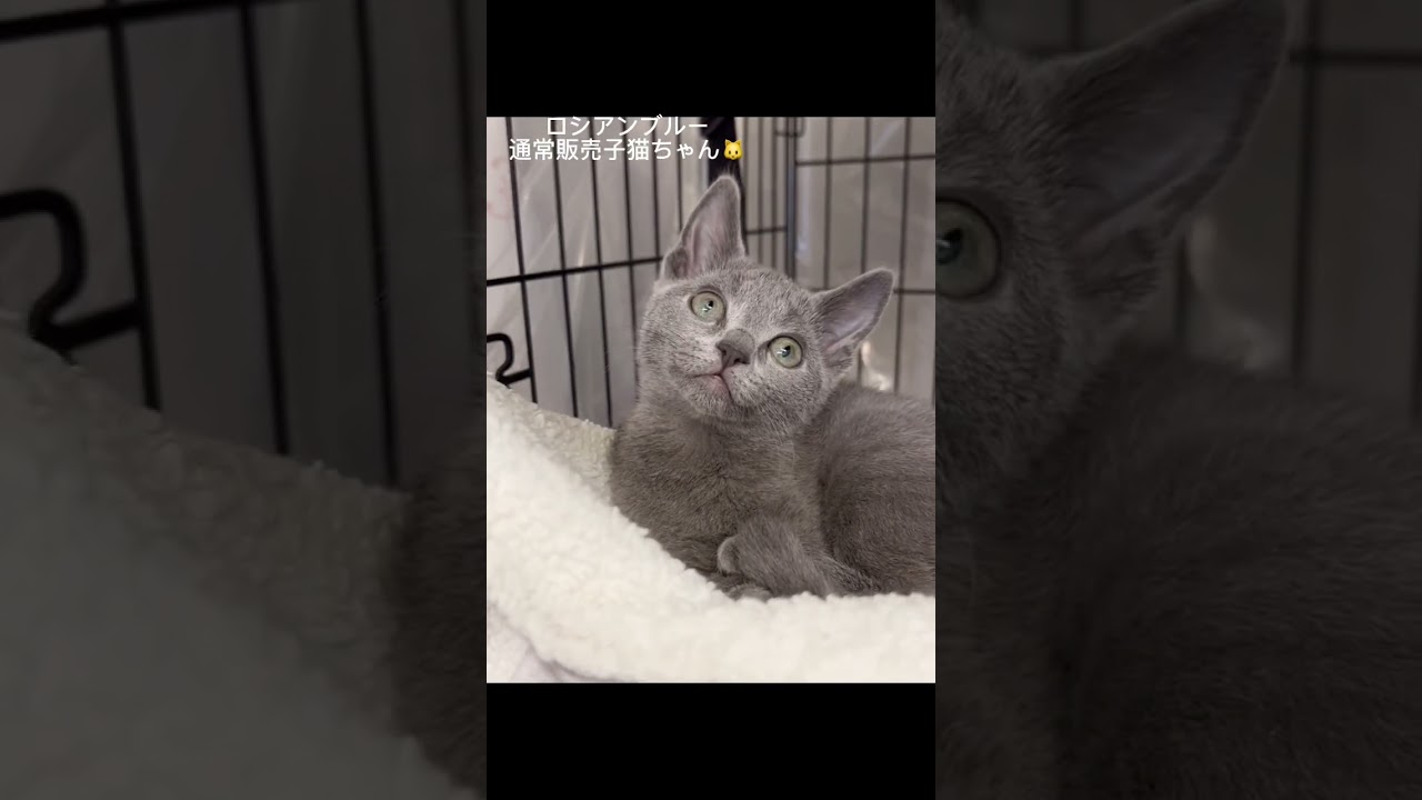 #ロシアンブルー　通常販売　子猫ちゃん #可愛い猫