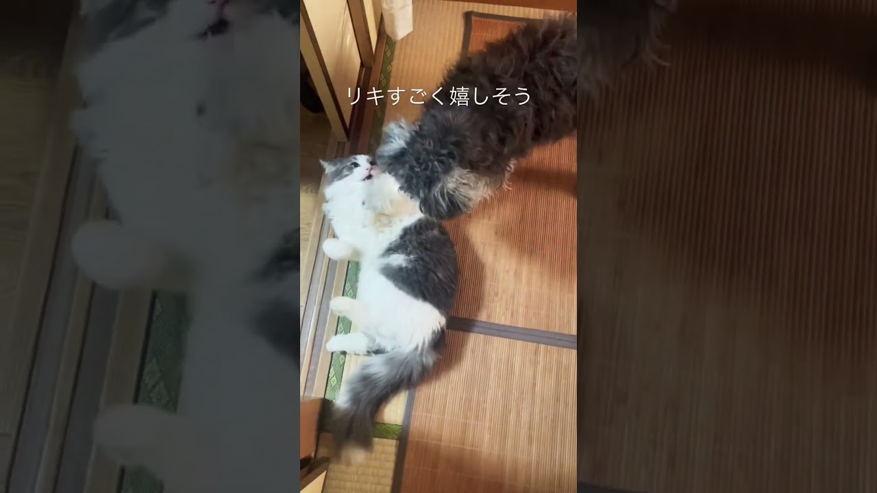 オリバーとじゃれ合うリキ #ノルウェージャンフォレストキャット  #ミニチュアシュナウザー #仲良し犬猫