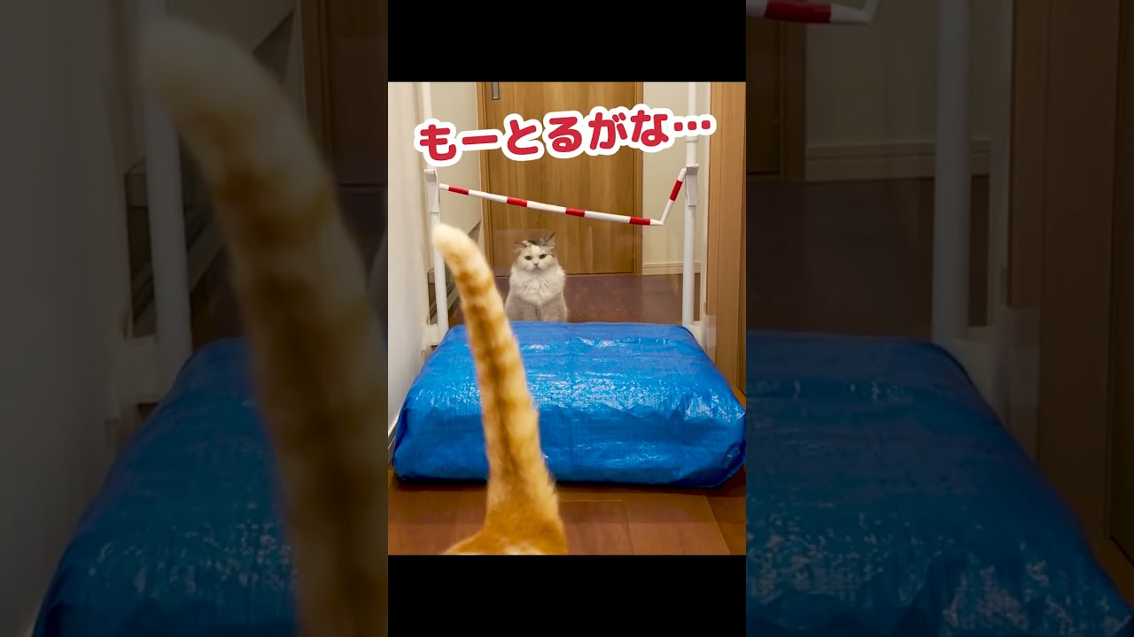 猫と走り高跳びしたらこうなった #Shorts
