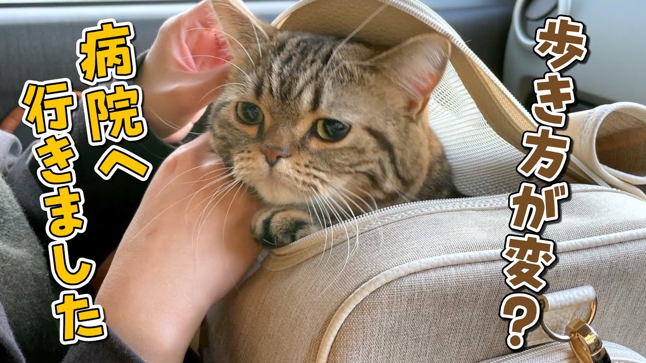 メルの歩き方がおかしいので病院で診てもらいました