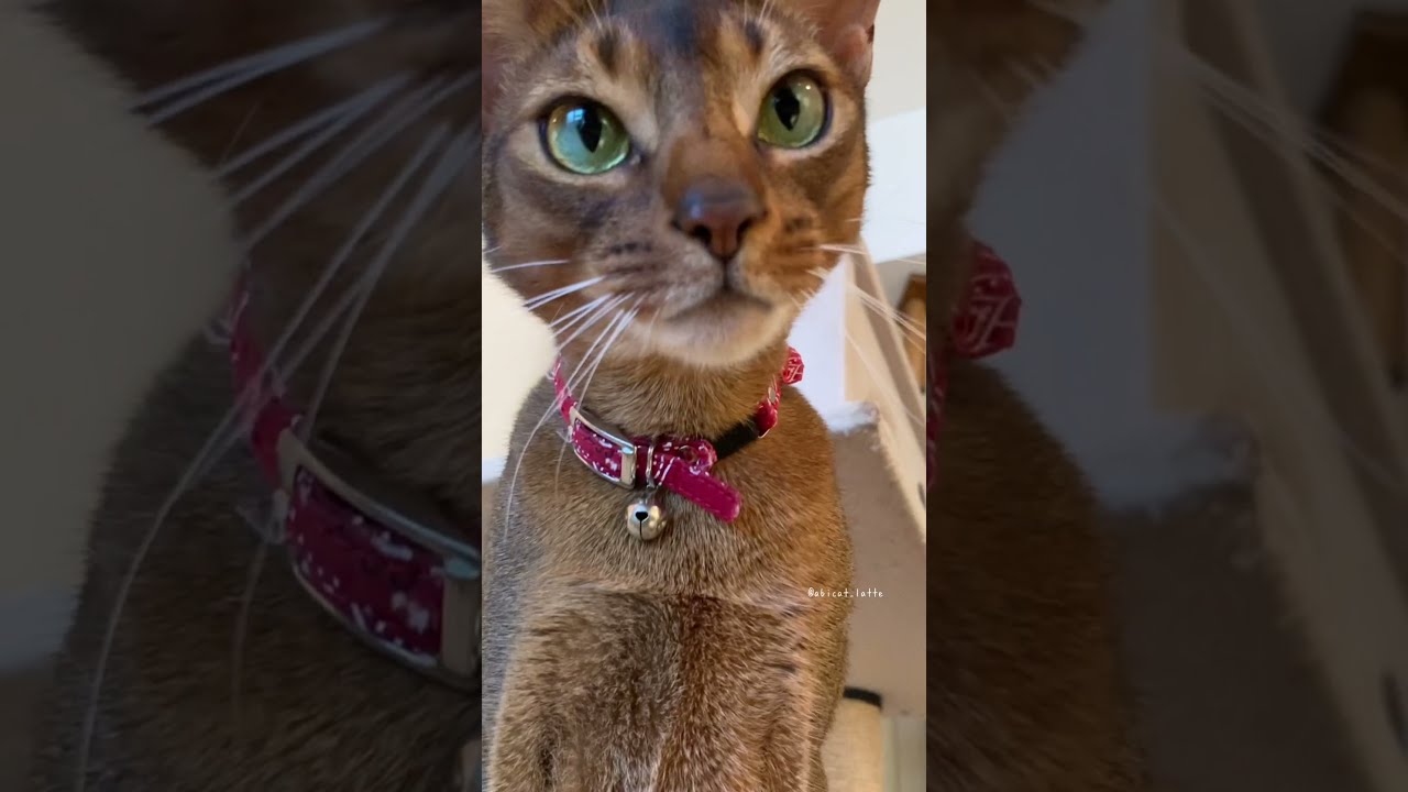 アビシニアンのむにゃ毛。猫フェチシリーズ。Abyssinian soft fur movie.#shorts