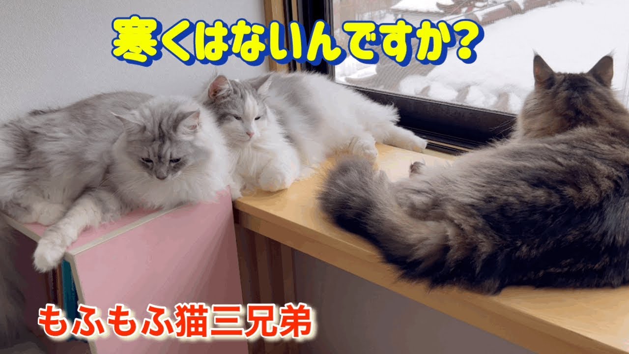 反応も凄い！寒さもへっちゃら⁉︎仲良しラガマフィン猫三兄弟達はこんな猫達です♪