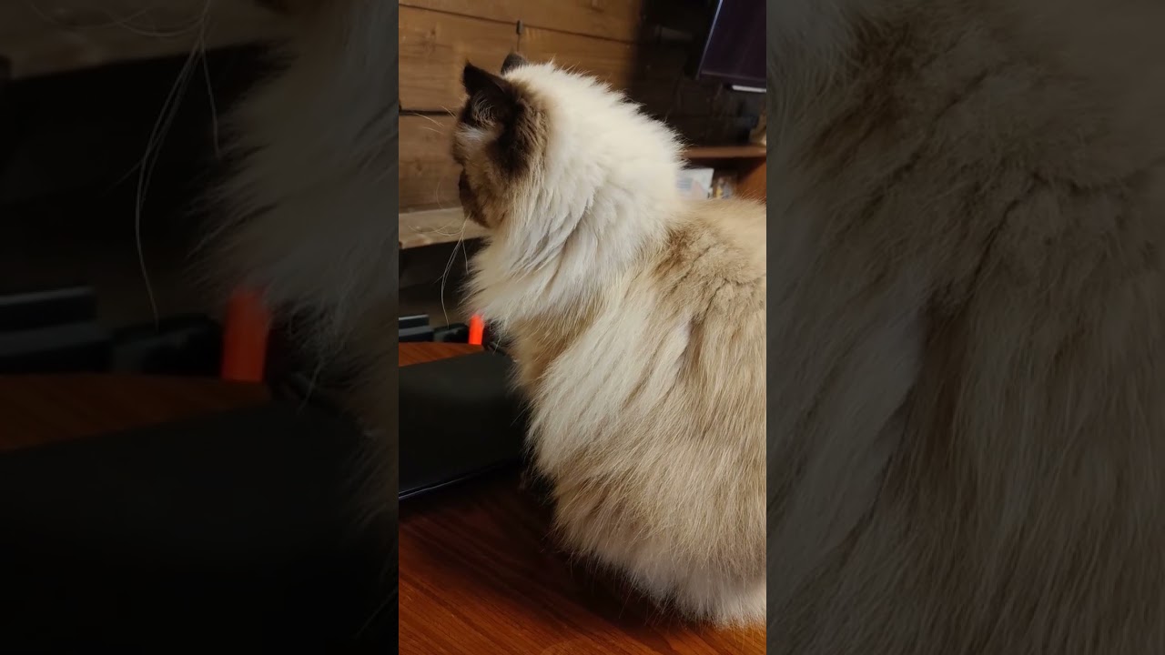 【ヒマラヤン】猫ツンツン【鳴き声】