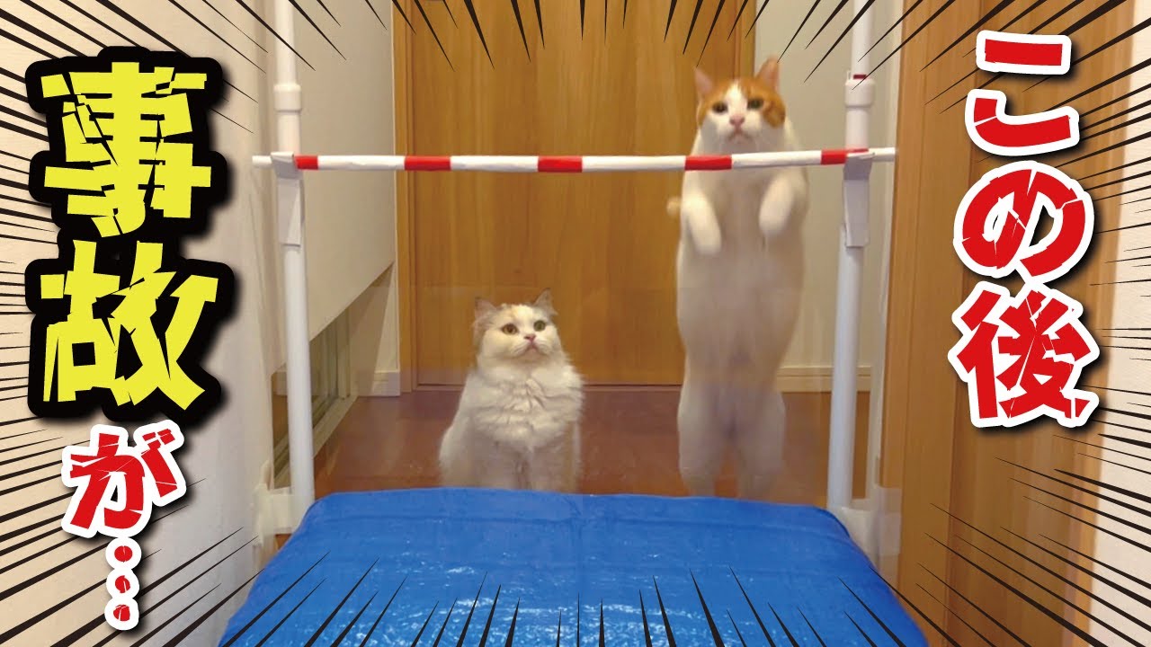 【事故】猫と走り高跳びをしてたらえらいことになりました【関西弁でしゃべる猫】